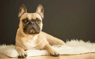 Halı üzerinde uzanan Fransız bulldog