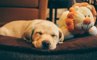 Golden retriever yavrusu