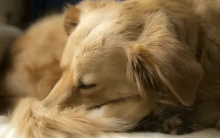 Beyaz örtü üzerinde uzanan golden retriever
