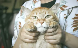 Kucakta tutulan turuncu tekir kedi