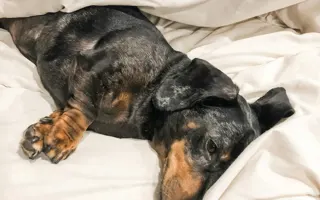 Yatakta uzanan siyah-kahverengi bir dachshund